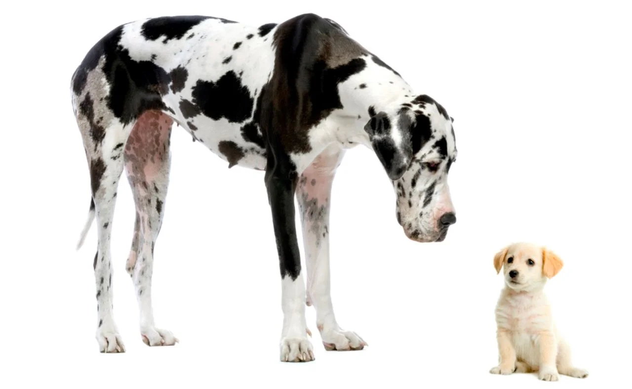 Велика собака дивиться на маленьке цуценя