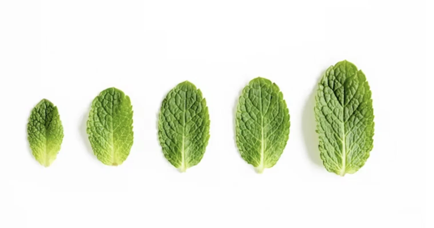 Ряд зелених листків від найменшого до найбільшого, що символізує розвиток